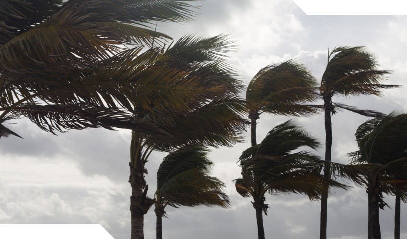 Palm trees blow in the strong storm winds of Hurricane Fiona