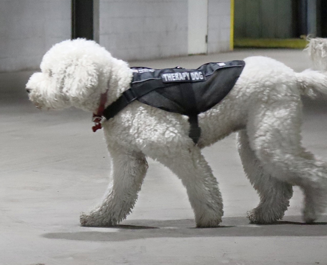 Animal assisted therapy Animal assisted therapy